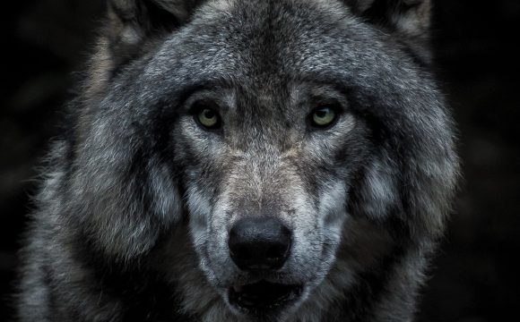 Dzikie wilki w Tobie