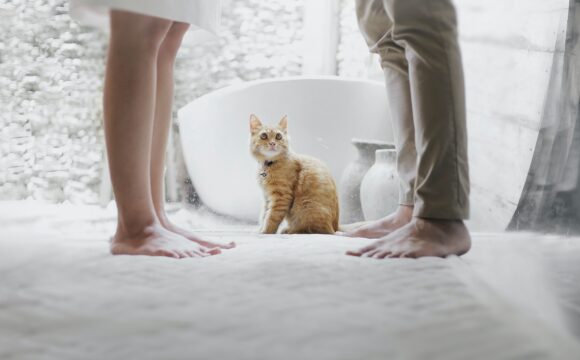orange tabby cat sitting between standing man and woman inside room