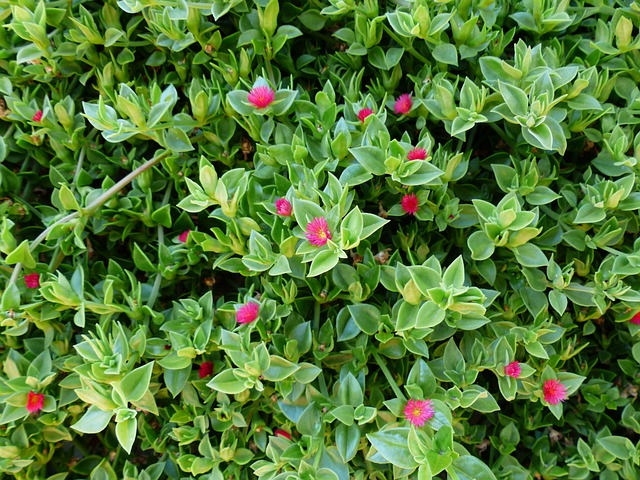 Aptenia sercolistna (Aptenia cordifolia) kwitnąca na różowo