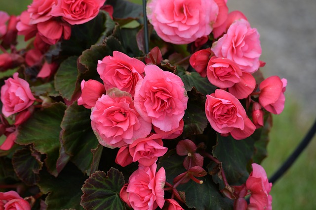 Różowe kwiaty begonii (Begonia sp.)
