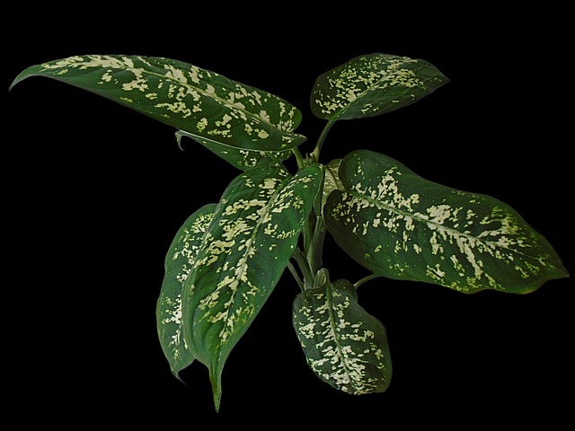 Wybarwione liście Difenbachii (Dieffenbachia sp.)