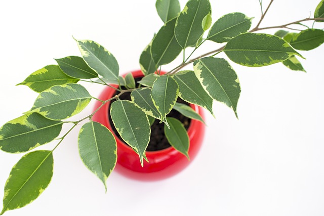 Jedna z trujących roślin domowych: Fikus (Ficus sp.) w czerwonej doniczce