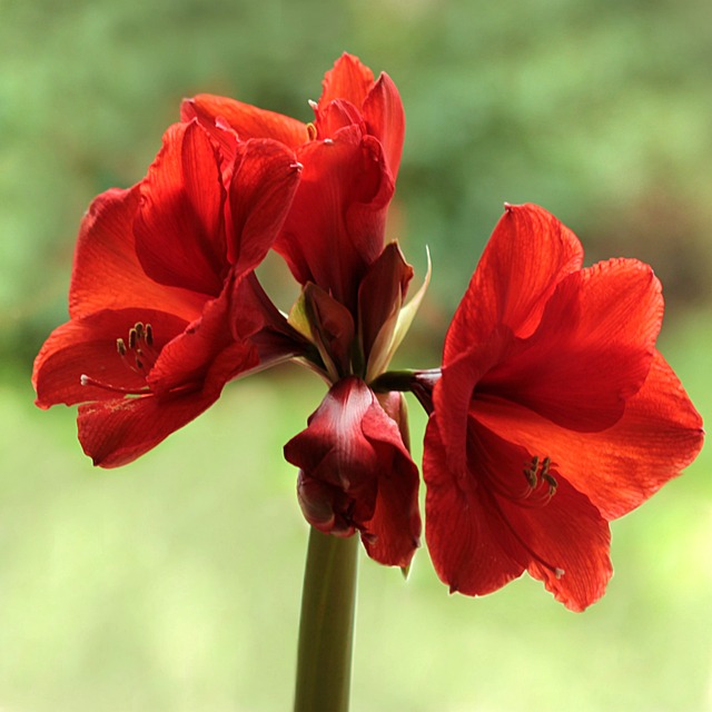 Jedna z trujących roślin domowych: Czerwone kwiaty Hipeastrum (Hippeastrum sp.)