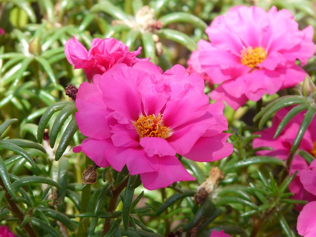 Duże, różowe kwiaty Portulaki wielkokwiatowej (Portulaca grandiflora)