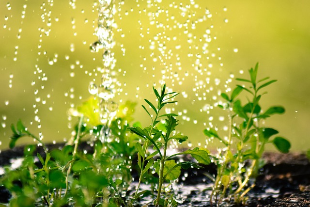 Woda padająca na młode rośliny